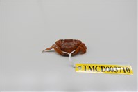 藏品(絨毛近方蟹)的圖片